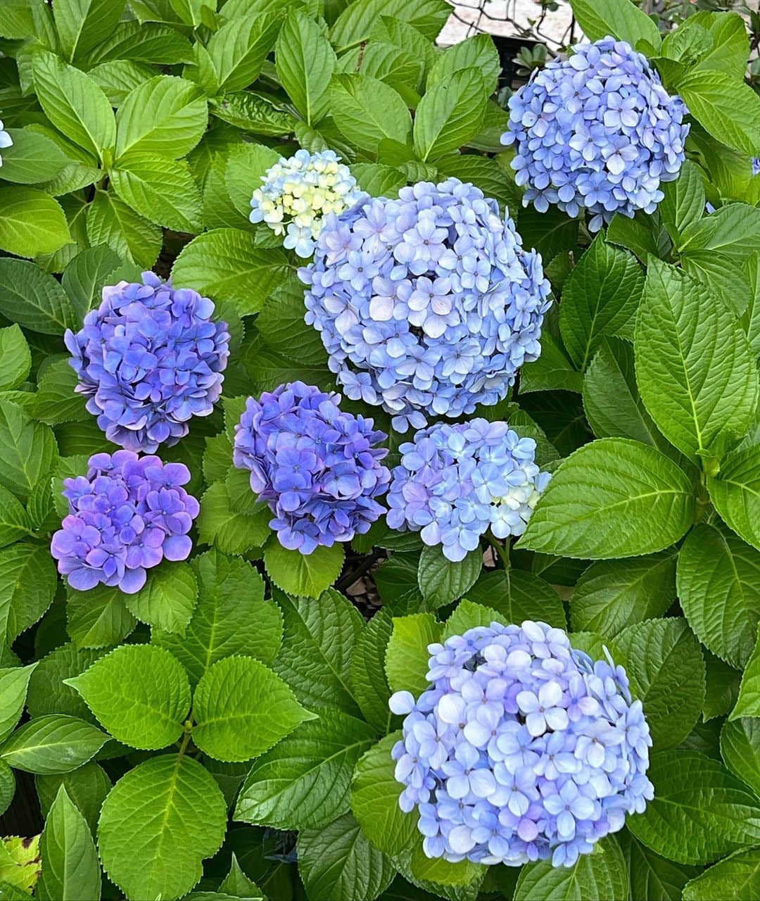 楪望のインスタグラム：「* 夏至を迎えて🌞 本格的に夏が始まるなぁ…としみじみ⛲️  マンションの前に植えられている紫陽花が見頃を迎えていて、ほっこり癒されました☺️ 土のpHによって色合いが変わるって面白い植物だよね🪴 紫〜青の色味が出てるってことは、酸性寄りの土壌ってわけだ👀 まだまだ世の中、不思議なことばかり🤔 #紫陽花 #アジサイ #アントシアニン #ph #酸性 #中性 #アルカリ性 #手毬咲き #夏至 #梅雨明けが待ち遠しい」