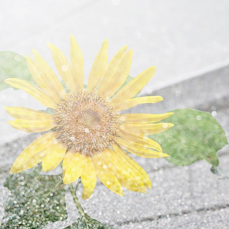 荒井沙織さんのインスタグラム写真 - (荒井沙織Instagram)「.  . 『shower』 . 瞳の先の あこがれが、 まぶしい夏を 浴びていた。 . . . #荒井沙織 #LyricalPhoto  #saory #japan #art #creative #artphotography #artphoto  #SIGMA #dp2quattro  #flower #fleur」6月22日 23時49分 - araisaori0310