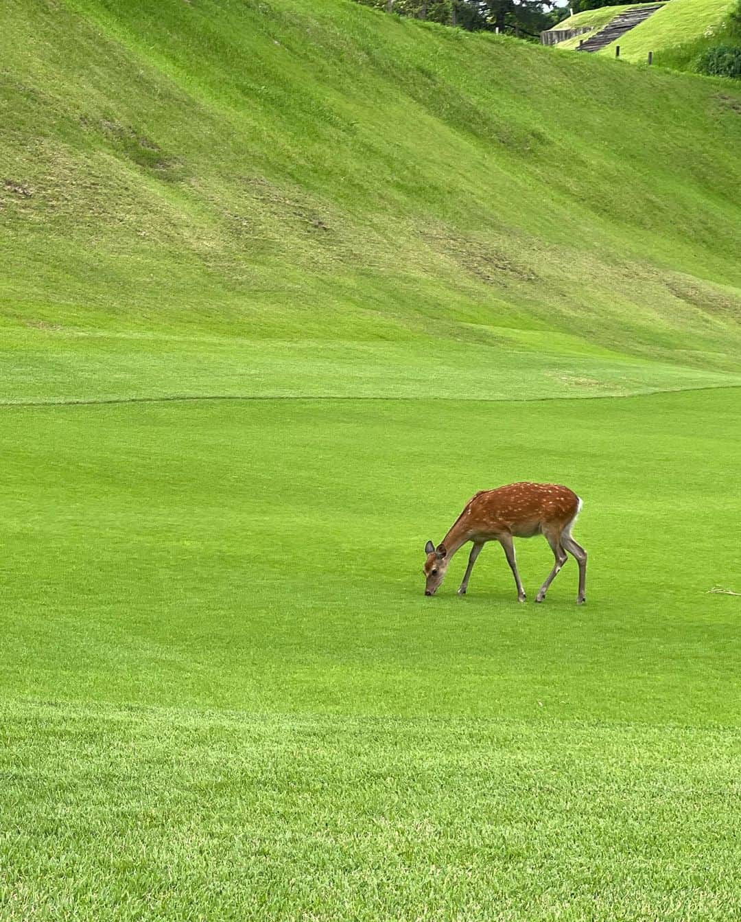 田中美佐子さんのインスタグラム写真 - (田中美佐子Instagram)「先日、鹿の待つゴルフ場へ。 ゴルフがどうとかそういうのでなく、鹿たちに癒されるこの風景が好きだから来ちゃうんだなー。 でも時々、フェアウェイのど真ん中で芝生食べてる鹿たちに当てちゃったらどうしようとハラハラしますが、今のところまだ当たったことはありません^_^  そして、今日の夕飯は、ロッソナポリタンというトマトで作ったスパゲティー。このロッソナポリタンというトマト。そのまま食べても美味しいけど、火を通すともっと美味しくなるんです。毎年このトマトが楽しみで楽しみで。これ、ほんとにほんとに美味しいの。 ニンニクと唐辛子少しでトマト煮込んであとは少しだけ塩胡椒するだけで十分美味しいです。  しかし、、今バレーボール見てるけど、 日本男子未だかつてない強さ！ あと一点！  #鹿#ゴルフ場#トマト#ロッソナポリタン」6月22日 22時27分 - tanakamisako_