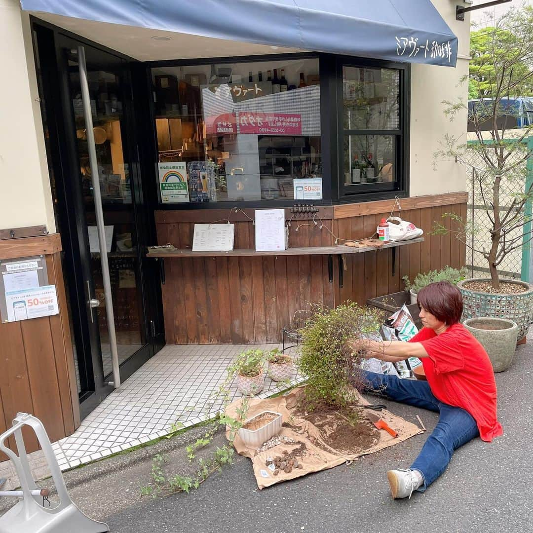 住吉美紀さんのインスタグラム写真 - (住吉美紀Instagram)「#梅雨どき大忙し 〈その2〉#ベランダ植物園 並びに #ミアヴァート 店にある植物の植替え。根がパンパンの子から、明らかに元気が最近なくなってきている子などマスト案件に絞ってもすでに１５鉢。業者かっ。  でも、植替えて元気が出ると、 植物もエヘンと 胸を張って立っているように見える。 うれしくなる。  #ワイヤープランツ #アイビー #ミモザスペクタビリス #ホヤカーティシー @miavato_coffee_and_nikubar」6月22日 22時45分 - miki_sumiyoshi