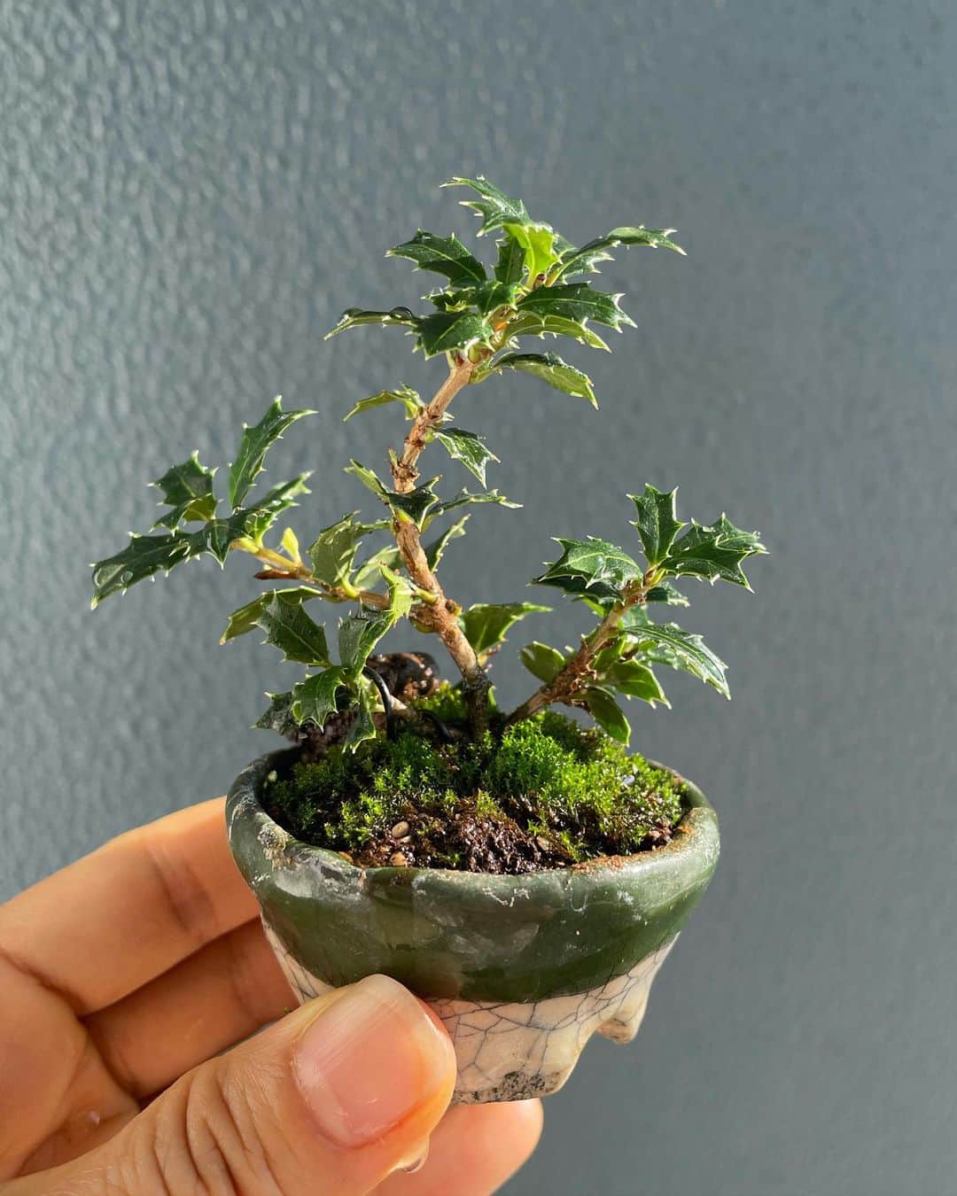 住吉美紀さんのインスタグラム写真 - (住吉美紀Instagram)「#盆栽 教室で小さい子のお手入れも習い、さらにダメだって思ってても、可愛くってどうしても新しい子も買ってしまう。 #ヤマアジサイ #石化ヒノキ #姫柊 #ハマボウ #bonsai  #mountainhydrangea #holly #hibiscushamabou」6月22日 22時45分 - miki_sumiyoshi