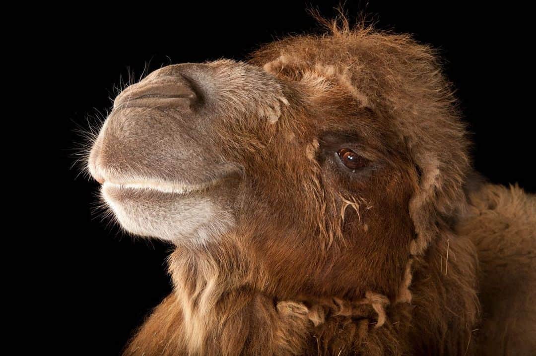 Joel Sartoreさんのインスタグラム写真 - (Joel SartoreInstagram)「Bactrian camels are one of the most recognizable desert species, with two signature humps on their backs. These humps give camels their legendary ability to endure long periods of travel without water, as they act as fat stores which can be converted to water and energy when sustenance is not available. Photo taken @lincolnchildrenszoo.   #camel #WorldCamelDay #animal #mammal #wildlife #photography #animalphotography #wildlifephotography #studioportrait #PhotoArk @insidenatgeo」6月22日 23時18分 - joelsartore