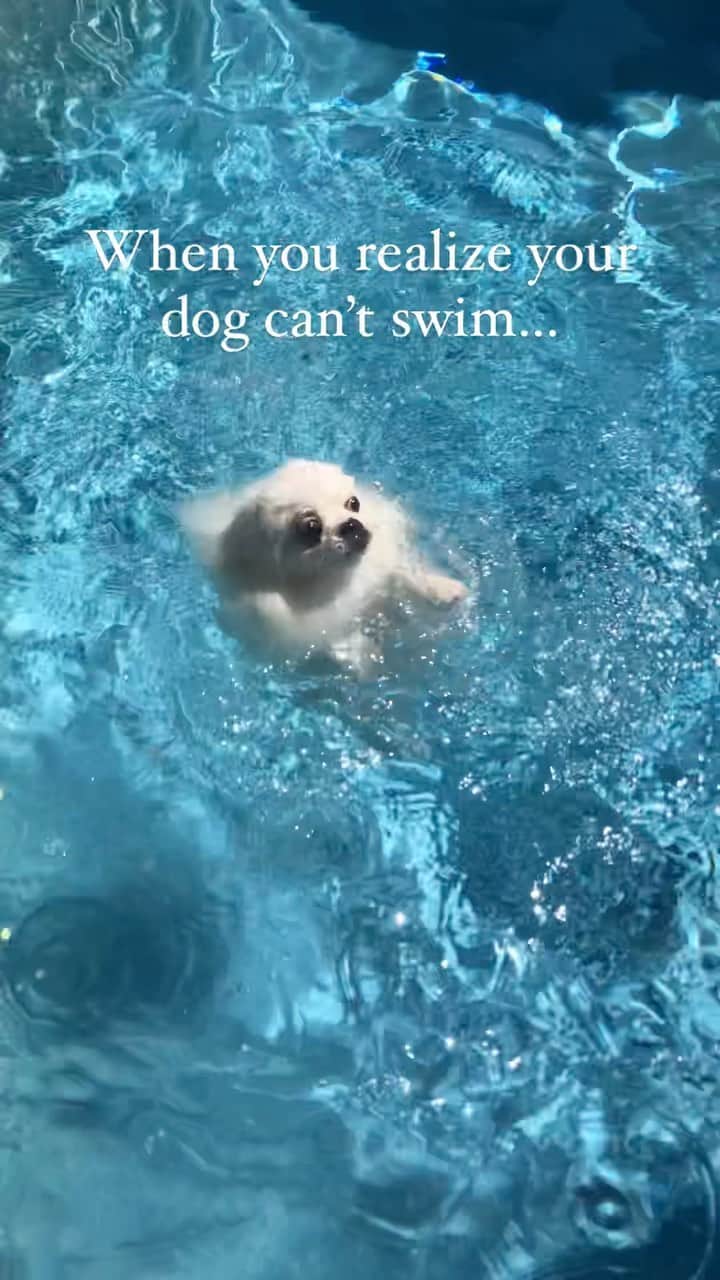 Mochi the Orkyehのインスタグラム：「What happened to doggy paddle? 🐶」