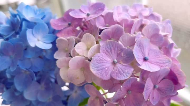 設楽エリカのインスタグラム：「綺麗すぎて写真でおさまらず 動画撮っちゃったよ🌿  動画撮ったあと、 思わずいってきますも言っちゃったよ。 そんな花を愛でるわたしは乙女で 尚且つ感性豊かである。 みたいなナルシストな気分にさせてくれる所も大好きです💐  花びらを眺めながら、 「今のところの人生で目に映った色の中で この紫陽花の色が1っちゃん美しい色やわ！！！」 と思いました🌿  でもそんなこと考えると死ぬまでに やっぱオーロラとか見ておきたいかもしれない。  人生レベルの美しい色とか考えた時に 花と空の色くらいしか浮かばないわたしは、 まだまだヒヨッコなのかもしれない。  皆の今までの人生の中で見た 1番綺麗な色は何の色でしたか？ 良かったらこっそり教えてよ☺️  #6月　#紫陽花」