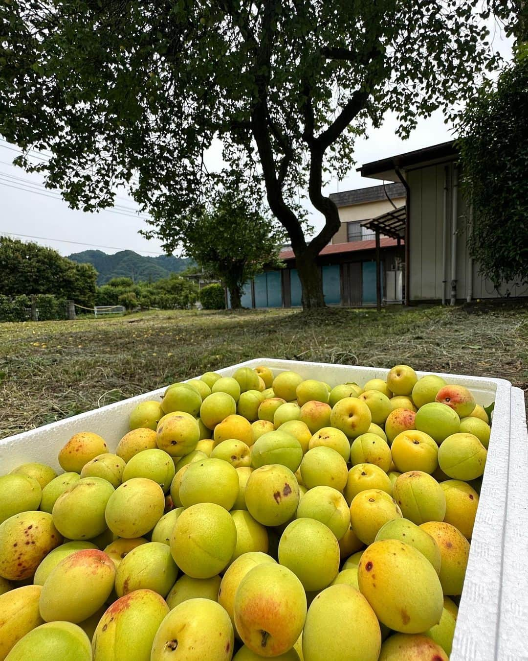 平山ユージさんのインスタグラム写真 - (平山ユージInstagram)「有難く沢山の梅を収穫🍑 本当に香りが良い✨✨😊  棟梁のケンを初め手伝いに来てくれた @maechan82kgclimber @its_yuta1997 @msasak1x で収穫と改修工事を早々に終え、先週末は二子へクライミング🧗‍♀️  息子の @its_yuta1997 は初二子、楽しんでくれたのが嬉しい、さらに嬉しいのはDNAなのか動きが似ていた😆😆👍  二子は梅雨の晴れ間にクライマーが集まり賑やかで愉快だった。  ランチは @shunrai_springthunder で四川麻婆定食、夕飯は　#ようかみ食堂  で小鹿野グルメのわらじカツ丼と自分のテッパンメニュー、牡蠣フライ定食🦪、いつもながら最高のお味😋  ご馳走様でした🙏  1. Ripe plums before making plum jam 2. harvested plums 3. plum tree 4. @its_yuta1997 climbs on Hanashi wa peaman 6b 5.I’m on Onigoroshi 7c 6. fried oysters of Restaurant Yokami  7. Waraji cutlet of Restaurant Yokami 8. @shunrai_springthunder Sichuan mapo tofu  9. Base Camp Ogano and Japanese Kotatsu 🇯🇵 10. With crew  #小鹿野観光大使　#mtfutago #ogano #二子山　#withcrew @ogano_town」6月22日 23時35分 - yuji_hirayama_stonerider