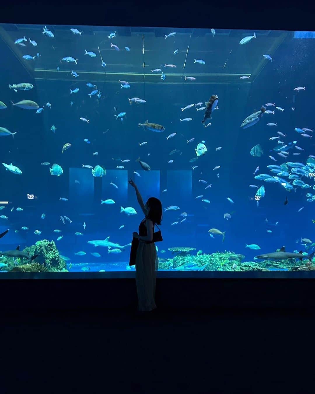 mizukiさんのインスタグラム写真 - (mizukiInstagram)「沖縄に来たのでDMMかりゆし水族館にも初めて行ってきたよ🐠 最初に映像を見せてもらったんだけど風が吹いたり、フロア全体が映像になっているのですごい迫力🌪️✨ 今時らしいエンタテイメント水族館。 あとは床一面が透明のガラスになっている「ちゅらみなも」 そこから魚たちを見れたのがすごく綺麗で感動した！最初は怖かったんだけど、じーっと見てられたなぁ。 ナマケモノやペンギンもいてとっても可愛かった💛(沖縄の水族館では初めてみたいです) 雨の日でもゆっくり楽しめるので夏休みや旅行した際に行ってみてほしいです🪸💕  久しぶりの水族館、 すーっごく楽しかった⛱️⛱️ @dmm_aquariumㅤㅤㅤㅤㅤㅤㅤㅤㅤㅤㅤㅤㅤ #DMMかりゆし水族館#沖縄#水族館#旅行#沖縄旅行#那覇」6月22日 17時55分 - mizukidrop