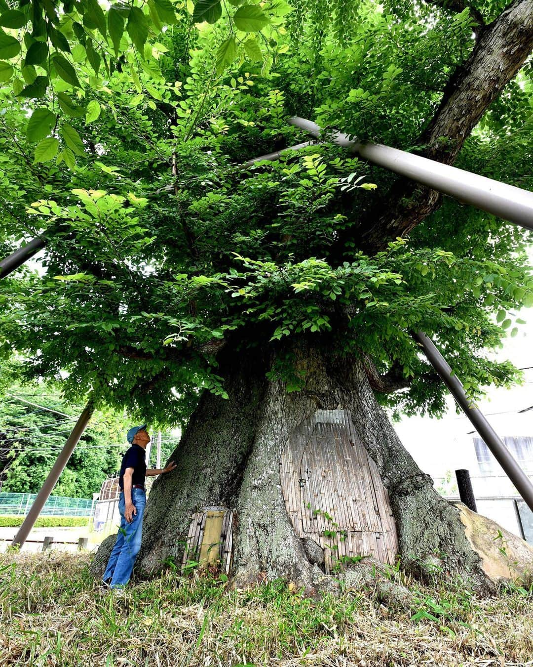 海老名市さんのインスタグラム写真 - (海老名市Instagram)「県指定天然記念物「有馬のはるにれ」🌳  通称「なんじゃもんじゃ」の名で親しまれている「有馬のはるにれ」。海老名市本郷の上星谷にあり、樹齢は推定350年以上とみられる木です。 今も海老名の移り変わりを見守っています。  「#好きです海老名」に応募があった作品  タイトル：有馬の巨木 場所：本郷上星谷 コメント：巨大老木も人間と一緒で、この歳では周りからの支えが必要だ。  📷 #好きです海老名 写真募集に、ぜひご応募ください！ 詳しくは、@ebina_officialのプロフィールより、公式サイトをご覧ください。 ご応募、お待ちしています！  #好きです海老名 #住みたい住み続けたいまち海老名 #海老名 #神奈川 #ebina #写真募集 #写真 #募集 #木 #ハルニレ #なんじゃもんじゃ #樹齢 #推定 #350年」6月22日 15時46分 - ebina_official