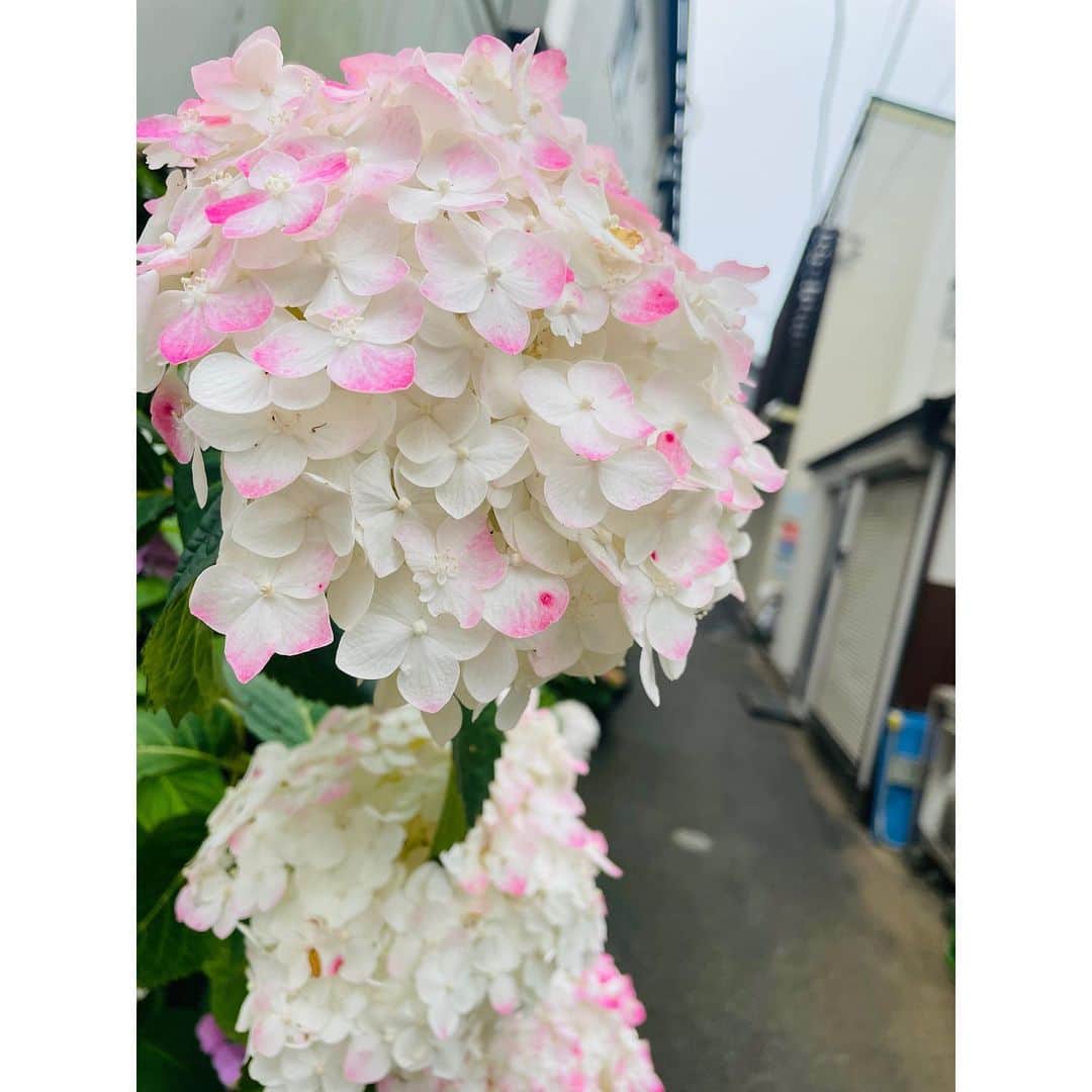 有明ゆなさんのインスタグラム写真 - (有明ゆなInstagram)「珍しい色の紫陽花みつけた🫶 ピンクが絶妙だよね🩷」6月22日 16時17分 - ariake_yuna