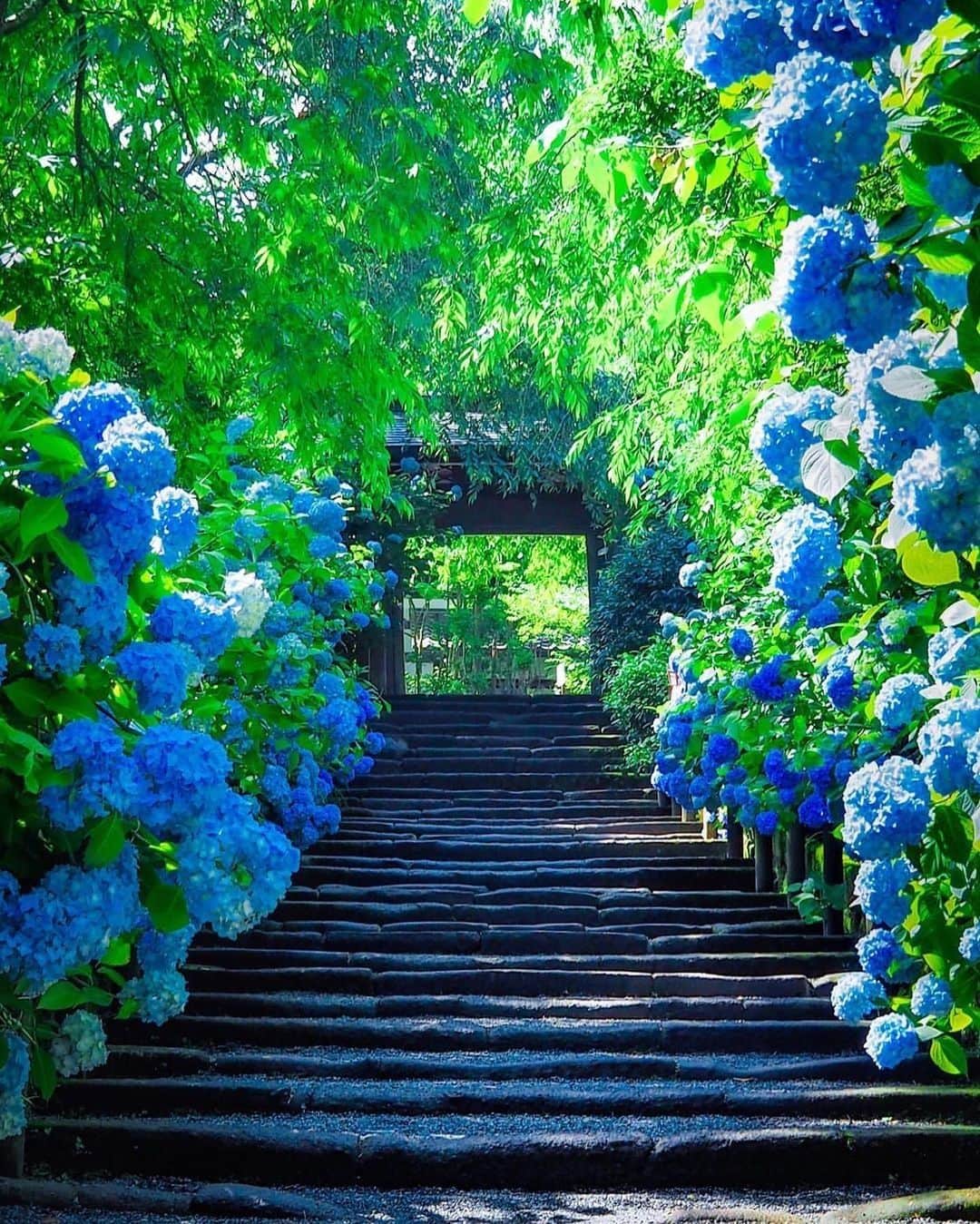 旅行メディア・じゃらん〈公式〉さんのインスタグラム写真 - (旅行メディア・じゃらん〈公式〉Instagram)「#明月院 “あじさい寺”の名で親しまれる明月院。 境内に咲く紫陽花は、“明月院ブルー”と称されるほどの美しさ！ 6月中旬以降にはたくさんの花が開き、より一層美しい明月院ブルーが見られます。 . . ━━━━━━━━━━━━━━━ 📍 神奈川県「明月院」 📷 @traveler_sui ━━━━━━━━━━━━━━━ . . 素敵なお写真をありがとうございました┈✈︎  .  . ☑ あらかじめ最新情報をご確認の上、お出かけください。 ☑ #jalan_travel をつけて、ぜひ今までの旅行先の思い出写真を投稿してください。このアカウントでご紹介させていただきます。(じゃらんニュースでも紹介される可能性があります） . . . . . . #いつか行きたい #じゃらん #観光 #観光地 #観光スポット #旅行 #旅行好きな人と繋がりたい #旅行好き #japantravelphoto #japantrip #japantravel #国内旅行 #絶景 #絶景スポット #誰かに見せたい景色 #誰かに見せたい風景 #神奈川 #神奈川観光 #神奈川旅行 #kanagawa #紫陽花 #あじさい」6月22日 17時00分 - jalan_net