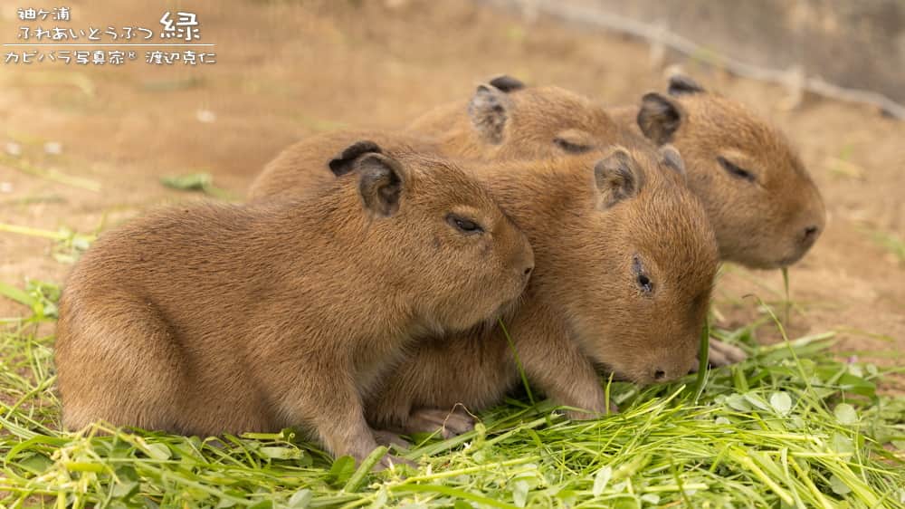 渡辺克仁さんのインスタグラム写真 - (渡辺克仁Instagram)「大きくなったかなぁ。  #カピバラ #水豚 #capybara #袖ヶ浦ふれあい動物緑」6月22日 18時00分 - katsuhito.watanabe