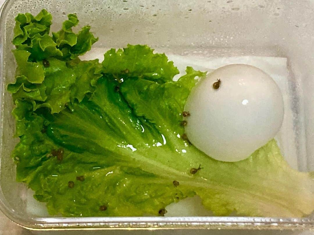 六車奈々のインスタグラム：「現在21匹、卵からかえってます🐌 あと9個🥚  #カタツムリ」