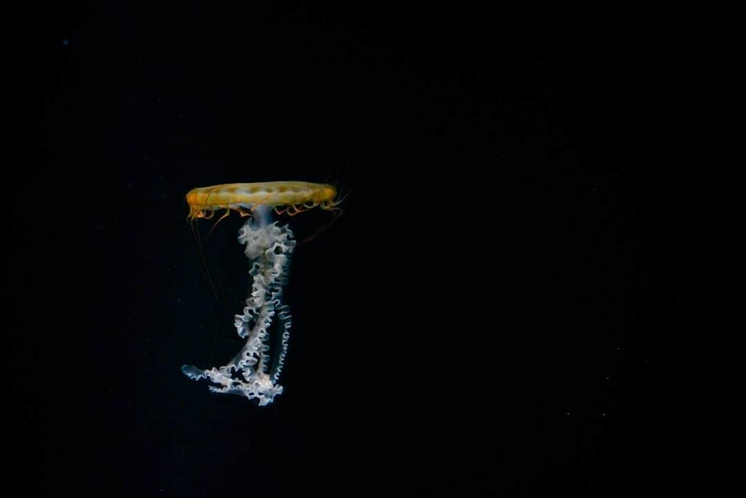 いぶくろ聖志さんのインスタグラム写真 - (いぶくろ聖志Instagram)「海月  #japan #photography  #camera #aquarium #jellyfish  #写真　#カメラ #海遊館　#大阪　#海月　#クラゲ　#水族館」6月22日 18時05分 - b.smpl