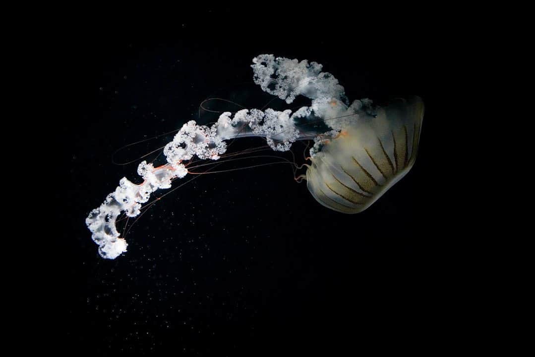 いぶくろ聖志のインスタグラム：「海月  #japan #photography  #camera #aquarium #jellyfish  #写真　#カメラ #海遊館　#大阪　#海月　#クラゲ　#水族館」