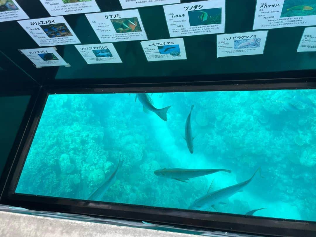 色紙千尋さんのインスタグラム写真 - (色紙千尋Instagram)「ホテル近くの海中展望塔に行ったり、グラスボートに乗って海の中のお魚を見てきました…🐠🐚」6月22日 18時06分 - shikishi_chihiro