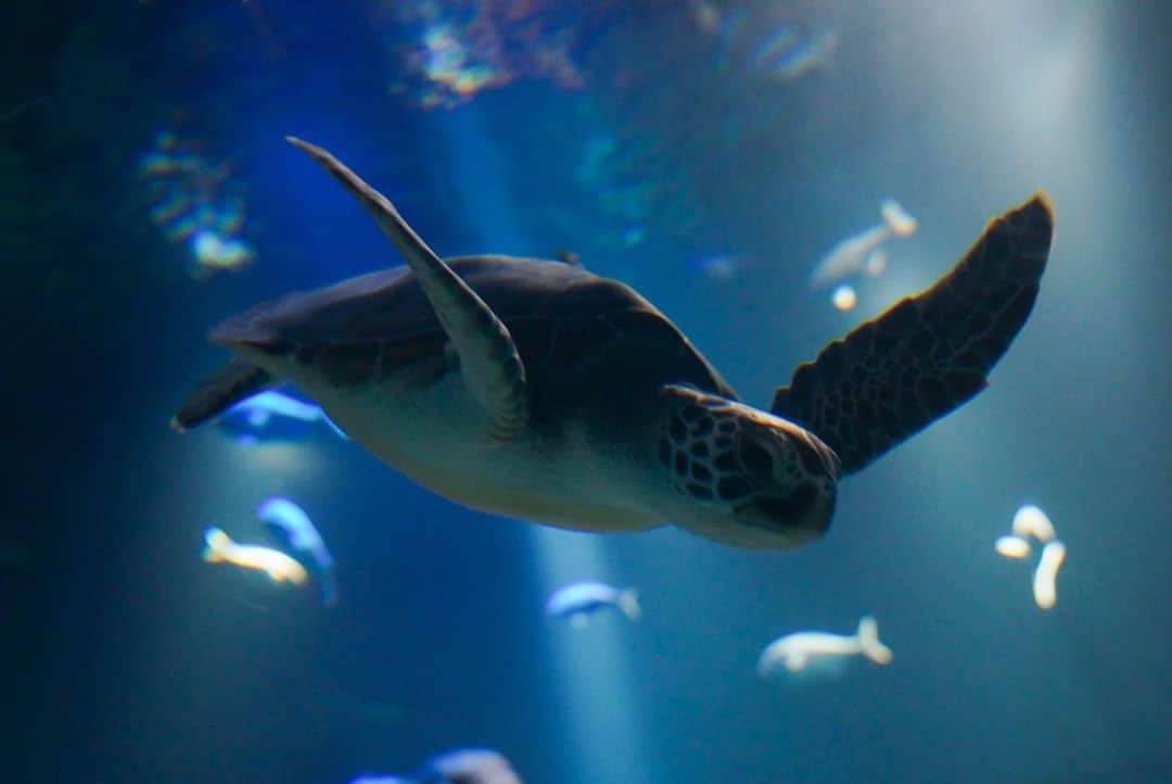 いぶくろ聖志のインスタグラム：「海亀  #japan #photography  #camera #aquarium #turtle  #カメラ　#写真　 #海遊館　#海亀　#水族館」