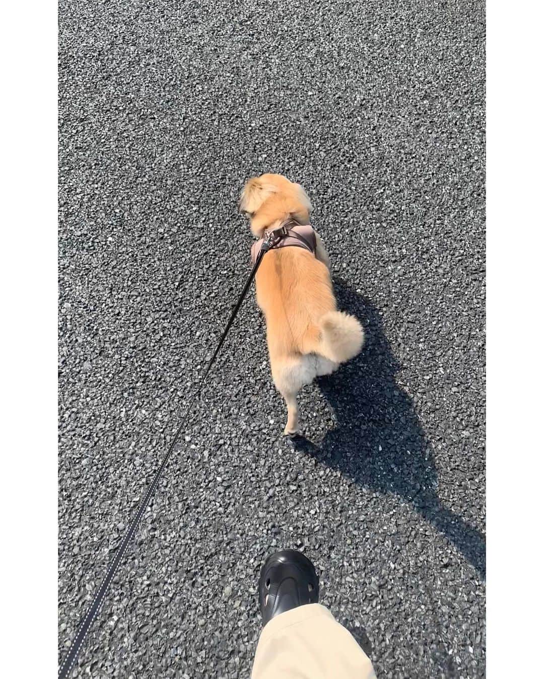Shiho Sasakiのインスタグラム：「この時期の束の間のお天気は嬉しすぎるね☀️  おnewのハーネスつけてご機嫌なジャスミンさん🐶 丈夫なふかふかポリエステル素材と、縫い代もパイピングされてるので強度も安心⭕️  #朝活 #citydog」
