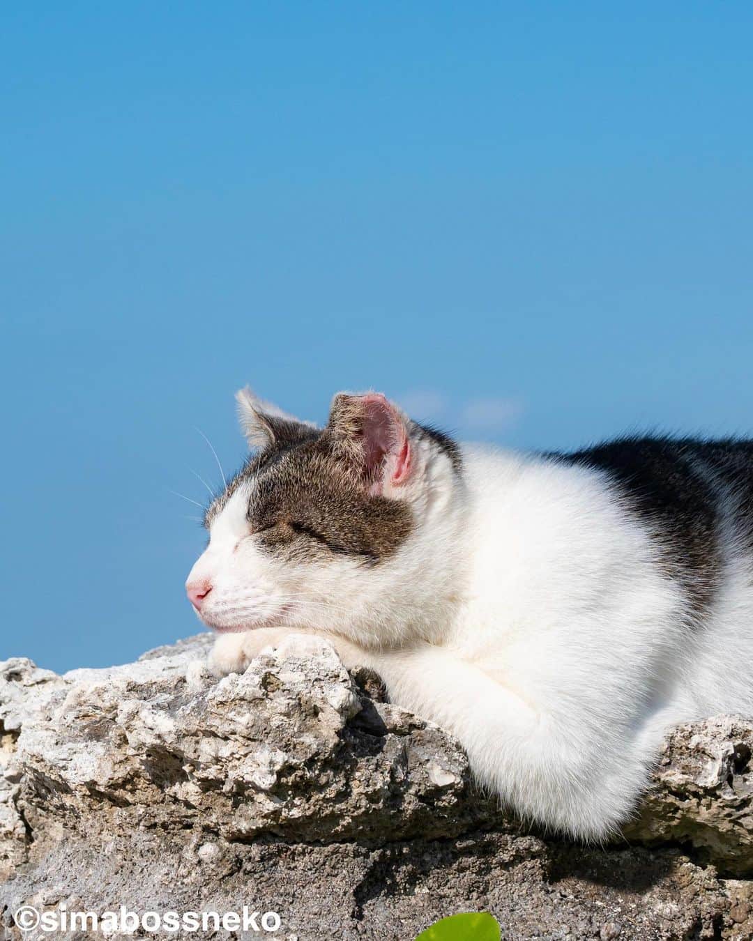 simabossnekoさんのインスタグラム写真 - (simabossnekoInstagram)「・ めっちゃリラックス❣️ Chill out✨ Swipeしてね←←←←🐾  10枚目の写真が好きです。 I like the 10th photo✨  ・ 〜お知らせ〜 新作写真集「島にゃんこ」好評発売中❣️ @simabossneko と、ぺにゃんこ( @p_nyanco22 )との初共著🐾  日本の島々で7年間撮り続けてきた、島の猫さん達のとびっきりの表情やしぐさがいっぱい✨ 厳選したベストショットから初公開の作品まで、愛おしくて幸せな瞬間を集めました。  ★Amazonほかオンライン書店、本屋さんにて  お気に入りの一冊になれば嬉しく思います☺️  📘A5変形サイズ／88ページ 1,210円(税込) ワニブックス刊  Amazonへは @simabossneko もしくは @p_nyanco22 のプロフィールURLよりご覧いただけます。 ・ ・ 【Notice】 NEW 3rd Photobook "Shima Nyanko (Island Cats)"  The book is co-authored by @simabossneko and @p_nyanco22  There are lots of wonderful photos of island cats✨   〜Description of the work〜 The cute cats that we have been shooting for 7 years in the islands of Japan.  From the carefully selected best shots to the first public photo, we have collected lovely and happy gestures. Kissing, cuddling, rubbing, synchronizing, playing, licking... The cats will heal you!  Please make a purchasing for this opportunity 😸🐾 The product page can be seen from the URL in the profile of @simabossneko or @p_nyanco22   ★Amazon Japan https://www.amazon.co.jp/dp/4847072863  It is possible to purchase and ship from Taiwan, Hong Kong, the USA, Korea, etc. ※ Shipping fee will be charged separately.  📘A5 variant size / 88 pages 1,210 JPY Published by Wanibooks ・ ・ #しまねこ #島猫 #ねこ #にゃんすたぐらむ #猫写真 #cats_of_world #catloversclub #pleasantcats #catstagram #meowed #ig_japan #lumixg9」6月22日 19時00分 - simabossneko