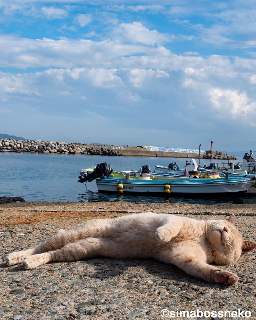 simabossnekoさんのインスタグラム写真 - (simabossnekoInstagram)「・ めっちゃリラックス❣️ Chill out✨ Swipeしてね←←←←🐾  10枚目の写真が好きです。 I like the 10th photo✨  ・ 〜お知らせ〜 新作写真集「島にゃんこ」好評発売中❣️ @simabossneko と、ぺにゃんこ( @p_nyanco22 )との初共著🐾  日本の島々で7年間撮り続けてきた、島の猫さん達のとびっきりの表情やしぐさがいっぱい✨ 厳選したベストショットから初公開の作品まで、愛おしくて幸せな瞬間を集めました。  ★Amazonほかオンライン書店、本屋さんにて  お気に入りの一冊になれば嬉しく思います☺️  📘A5変形サイズ／88ページ 1,210円(税込) ワニブックス刊  Amazonへは @simabossneko もしくは @p_nyanco22 のプロフィールURLよりご覧いただけます。 ・ ・ 【Notice】 NEW 3rd Photobook "Shima Nyanko (Island Cats)"  The book is co-authored by @simabossneko and @p_nyanco22  There are lots of wonderful photos of island cats✨   〜Description of the work〜 The cute cats that we have been shooting for 7 years in the islands of Japan.  From the carefully selected best shots to the first public photo, we have collected lovely and happy gestures. Kissing, cuddling, rubbing, synchronizing, playing, licking... The cats will heal you!  Please make a purchasing for this opportunity 😸🐾 The product page can be seen from the URL in the profile of @simabossneko or @p_nyanco22   ★Amazon Japan https://www.amazon.co.jp/dp/4847072863  It is possible to purchase and ship from Taiwan, Hong Kong, the USA, Korea, etc. ※ Shipping fee will be charged separately.  📘A5 variant size / 88 pages 1,210 JPY Published by Wanibooks ・ ・ #しまねこ #島猫 #ねこ #にゃんすたぐらむ #猫写真 #cats_of_world #catloversclub #pleasantcats #catstagram #meowed #ig_japan #lumixg9」6月22日 19時00分 - simabossneko