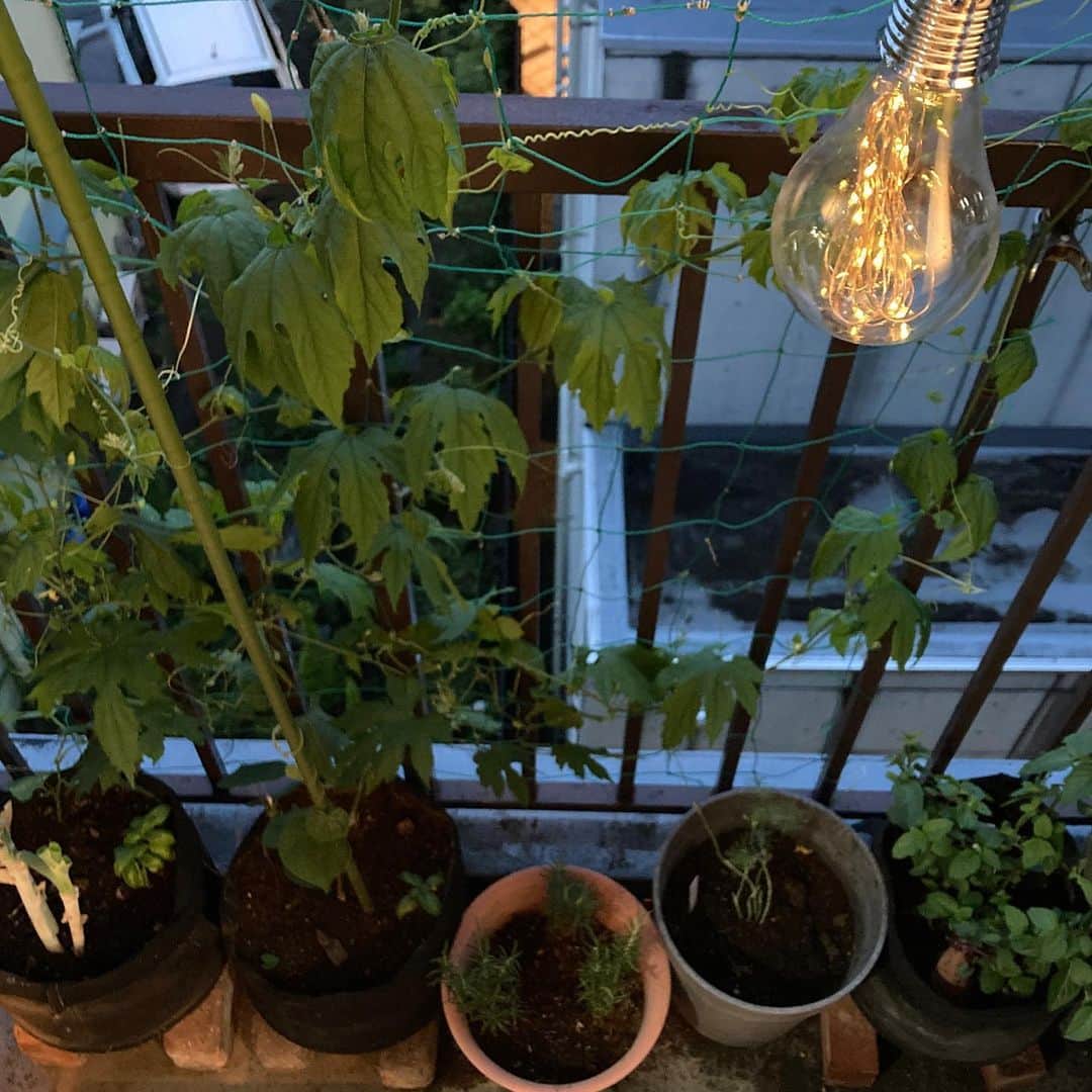 小谷あゆみさんのインスタグラム写真 - (小谷あゆみInstagram)「雨のベランダ 100均で買ってみた電球ですが 灯りが灯ると少しはこころの安らぎに〜 今日は一日原稿書きで一歩たりとも外へ出ていませーーん （昨日の　#東京農村 5周年はカンドーしたなー。また感想書きますー） #ベランダ菜園 #ベジアナ #一億農ライフ  #家庭菜園 #ベランダライフ  #野菜づくり #urbanfarming」6月22日 19時11分 - vegeanaayu