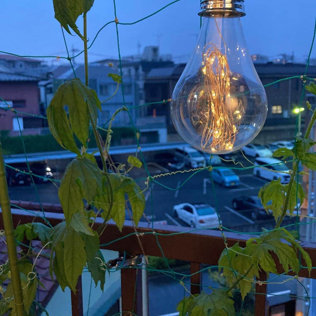 小谷あゆみさんのインスタグラム写真 - (小谷あゆみInstagram)「雨のベランダ 100均で買ってみた電球ですが 灯りが灯ると少しはこころの安らぎに〜 今日は一日原稿書きで一歩たりとも外へ出ていませーーん （昨日の　#東京農村 5周年はカンドーしたなー。また感想書きますー） #ベランダ菜園 #ベジアナ #一億農ライフ  #家庭菜園 #ベランダライフ  #野菜づくり #urbanfarming」6月22日 19時11分 - vegeanaayu
