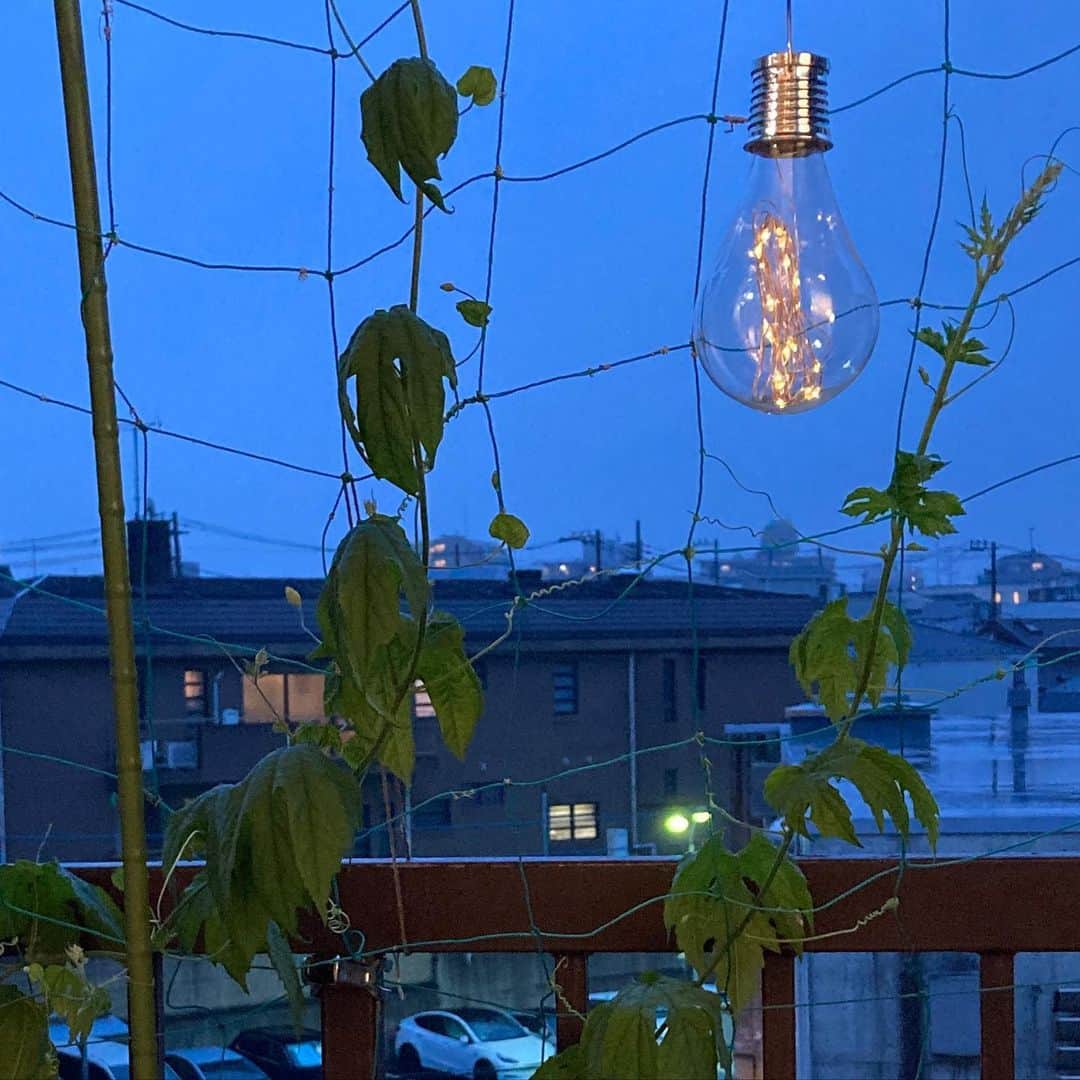 小谷あゆみさんのインスタグラム写真 - (小谷あゆみInstagram)「雨のベランダ 100均で買ってみた電球ですが 灯りが灯ると少しはこころの安らぎに〜 今日は一日原稿書きで一歩たりとも外へ出ていませーーん （昨日の　#東京農村 5周年はカンドーしたなー。また感想書きますー） #ベランダ菜園 #ベジアナ #一億農ライフ  #家庭菜園 #ベランダライフ  #野菜づくり #urbanfarming」6月22日 19時11分 - vegeanaayu