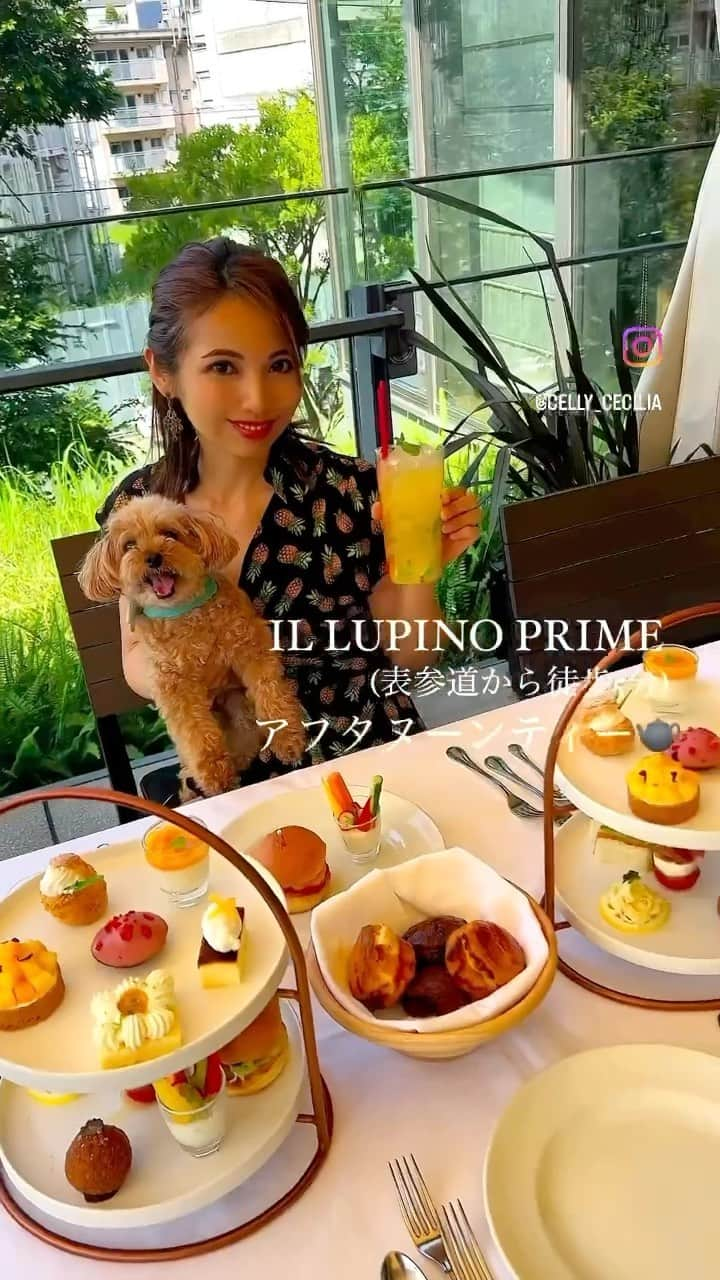 DJ Cellyのインスタグラム：「愛犬と一緒にアフタヌーンティー🫖 表参道から徒歩５分くらいの、ののあおやまにある @illupinoprime_tokyo   実はここ！ウルフギャングステーキハウスの人が手掛けるイタリアン❤️‍🔥 これまでも何度かランチやディナーに来たけど、アフタヌーンティーは初めて。  スイーツとセイボリーが6種類ずつ。セイボリーはチーズバーガーやカッペリーニ、トリュフのライスコロッケもついててボリューム満点！ スイーツは夏らしくマンゴーやパイナップル、パッションフルーツが使われた物ばかりで完全に私好みでした🤤🤤🤤 そしてアフタヌーンティーといえばスコーン。スコーンも味が濃いめで美味しかった〜🫶🏼🫶🏼 ちなみにこのカクテル🍸アフタヌーンティーとセットにするとお得に楽しめるらしく、私はパッションフルーツのモクテルを🌴これが最高に美味しかったから絶対飲んでみてほしい🥹  店内、お席も広くて、表参道から少し離れてるから静かで本当に良い場所🙏 テラス席はわんちゃんもOKで最高でした🥹またアフヌンもランチもディナーも行きたい☺️🫶🏼  #illupinoprimetokyo #イルルピーノプライムトウキョウ #アフタヌーンティー #ののあおやま #表参道グルメ #アフタヌーンティー東 京  #アフヌン #表参道カフェ #青山グルメ」