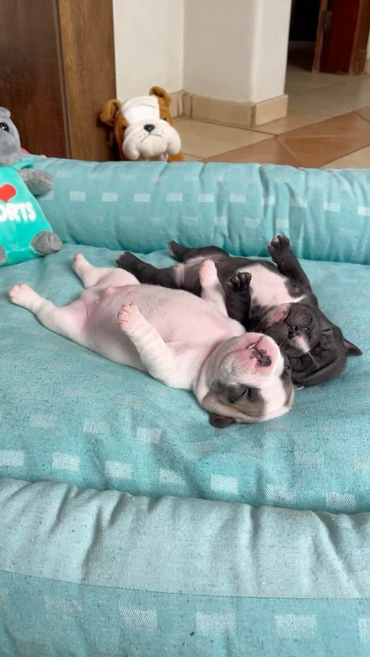 Regeneratti&Oliveira Kennelのインスタグラム：「Nothing beats the softness of a puppy’s belly. Nothing!」