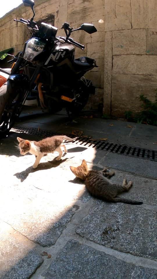 感動猫動画のインスタグラム：「これがイスタンブール市民です。猫に優しい街イスタンブール #istanbul #トルコ #イスタンブール #猫 #感動猫動画」