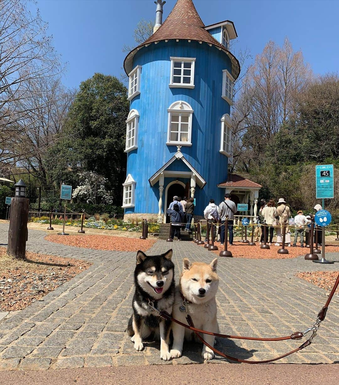 豆柴なつ&ふゆのインスタグラム：「Memories😊⭐️ ムーミンバレーパーク😊⭐️  #想い出  #memories #ムーミン #埼玉 #旅行  　#shibainumag_feature #doglife #shibalife #shibaken #shibaaaaainu #shibadog  #柴犬#shiba #shibainu #shibastagram #shibamania #豆柴 #pecoいぬ部#doglove  #dogstagram #dogoftheday #instashiba #🐕📷 #ふわもこ部#shibaaaaainu #shibadog #shibaaddict #犬#instacute #柴#proudshibas #cutepets」