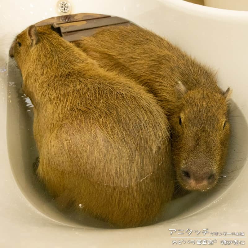 渡辺克仁さんのインスタグラム写真 - (渡辺克仁Instagram)「ぎゅうぎゅうだよね。  #カピバラ #水豚 #capybara #アニタッチ土浦  #可愛い #かわいい #pretty #動物園」6月22日 21時00分 - katsuhito.watanabe