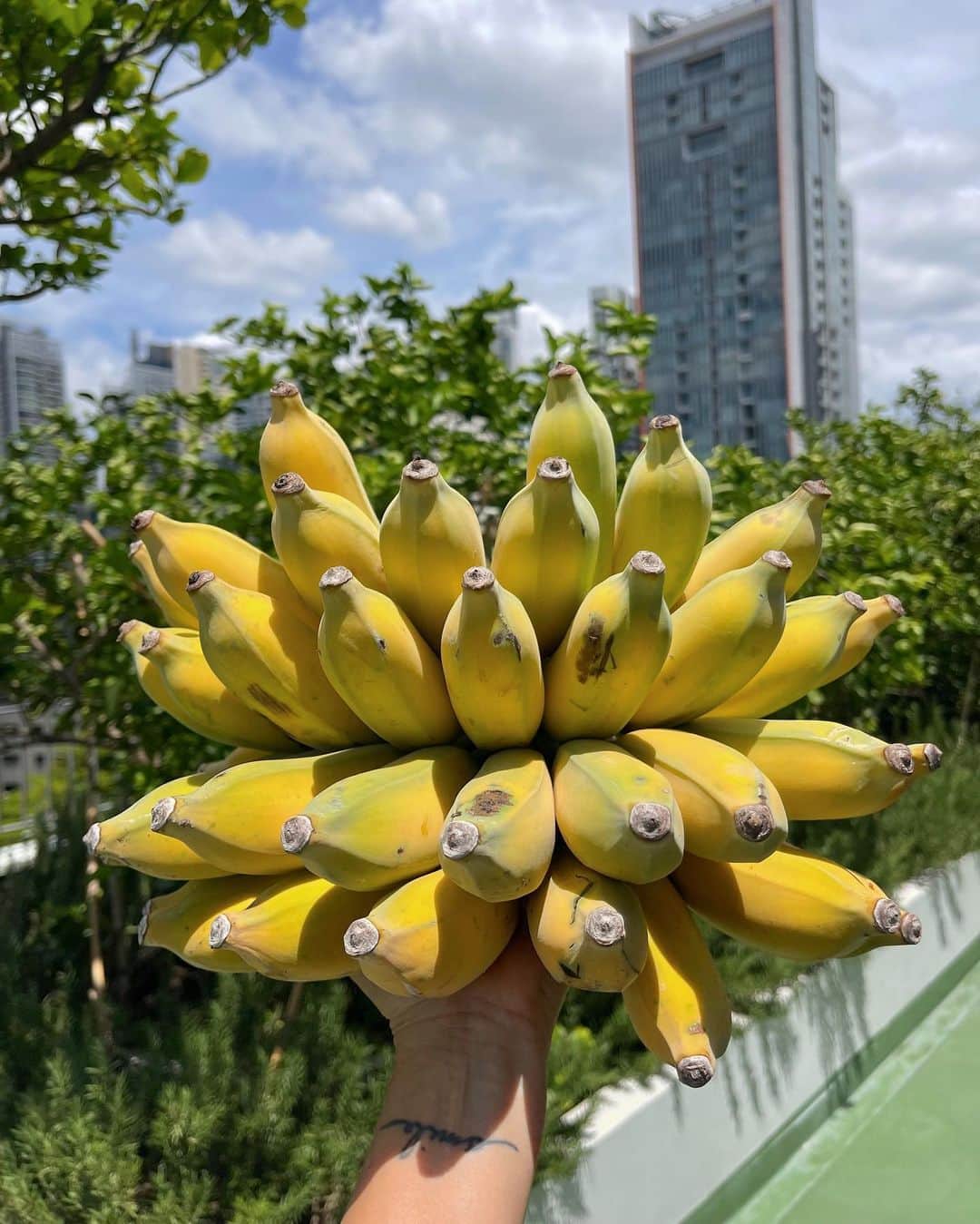 Amata Chittaseneeのインスタグラム：「1 ปี 14 หวี 223 ลูก: ความภูมิใจของสวนลอยฟ้า #pearypieskygarden  กล้วยลอยฟ้า กล้วยน้ำว้า หวาน หนึบ หอม อร่อย ขอบคุณภามที่ให้แจ๋ปลูกต้นกล้วย 💛🥹🌼」