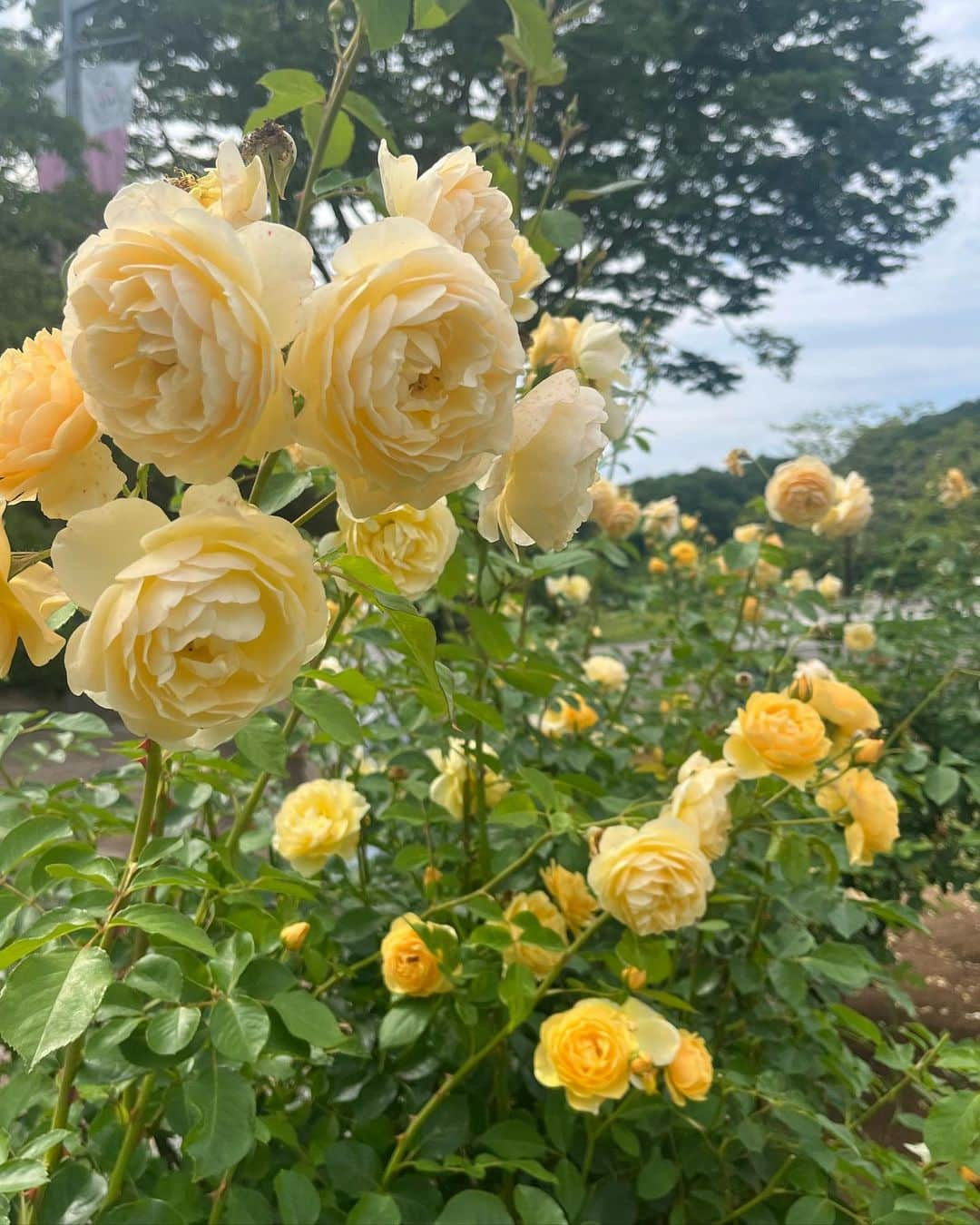 酒元麻衣（まいへー）さんのインスタグラム写真 - (酒元麻衣（まいへー）Instagram)「いまさらだけど5月の思い出🌹  ローズガーデン今年こそいくぞ！って意気込んでたのに 雨が降ったり、息子が熱出たり5月はハプニング続きで 終わりがけの薔薇しかみれなかったけど 子供の遊具が沢山あって息子は大はしゃぎ😂👦🏻  イギリスで買ったヴィンテージドレス久しぶりに着てみた🤍  #ローズガーデン#ヴィンテージ#vintage#vintagedress」6月22日 21時18分 - maihee