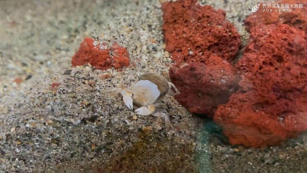 世界淡水魚園水族館 アクア・トト ぎふのインスタグラム：「飼育スタッフが脱皮の様子を撮影！  ハマガニが脱皮中でした。最後はスポンっと手袋を脱ぐような感じで終了です。  #アクアトト #水族館 #aquarium #オアシスパーク #河川環境楽園」