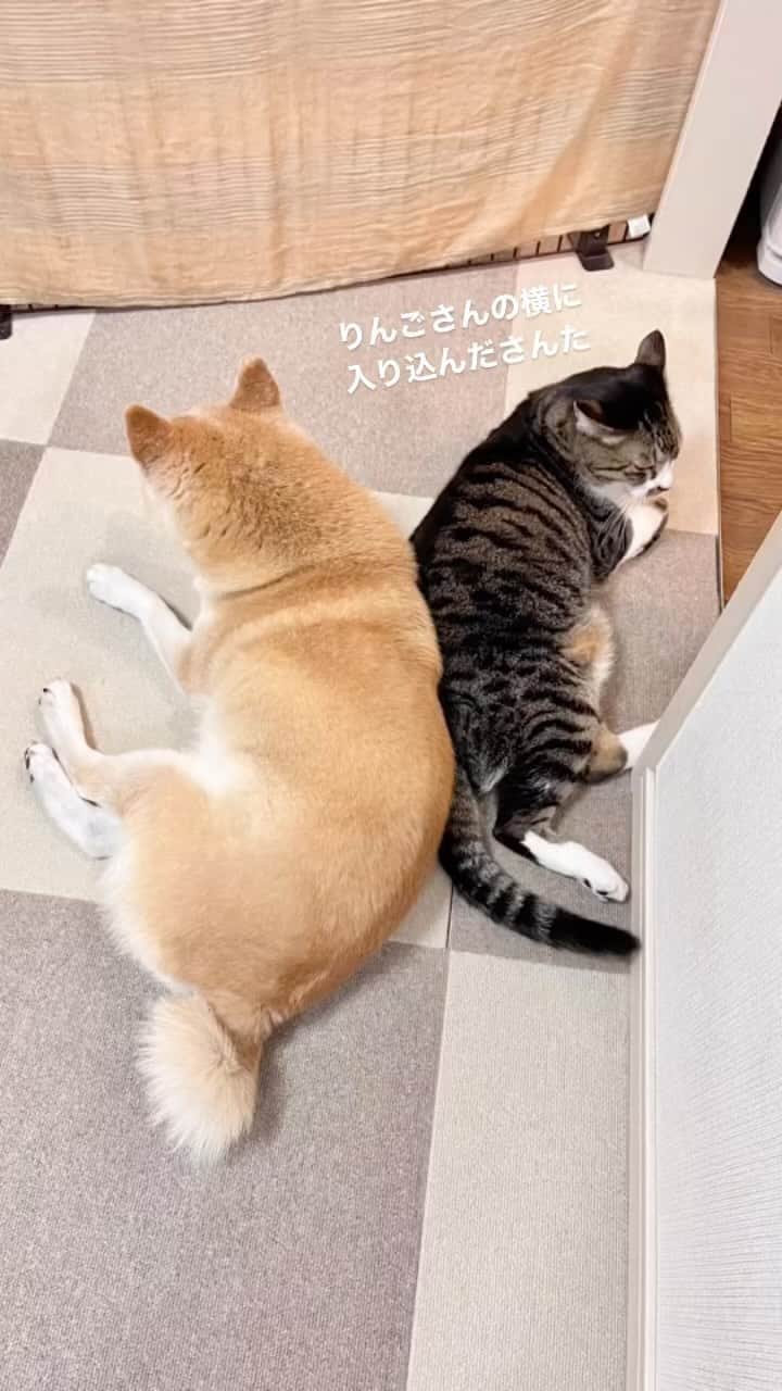 のインスタグラム：「しましまくんとりんごさん😊 #ringisanta」