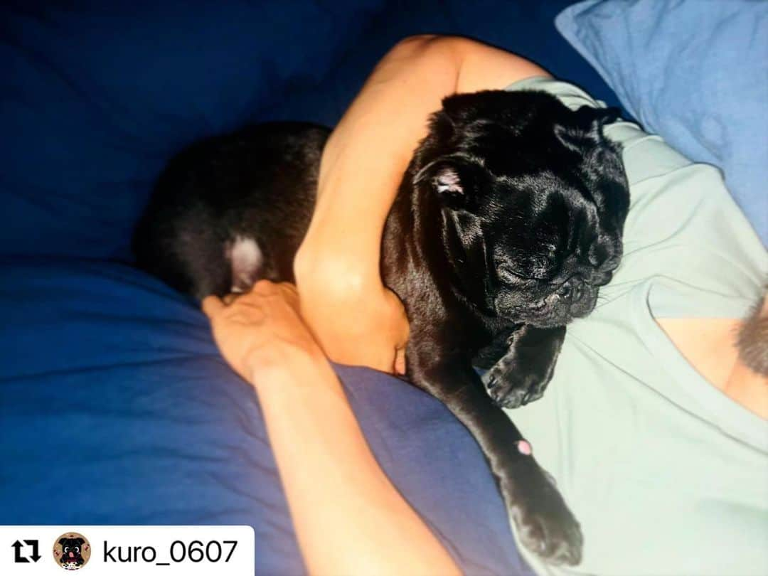 山口蛍のインスタグラム：「#Repost @kuro_0607 with @use.repost ・・・ 🐾 毎日お互い無意識に…🫣⸝⋆ このあと暑い~って言いながらクロは離さず お布団蹴ってたʬʬʬ愛 ・ #最近寝てる写真が多いのは #暑くてお昼間お散歩に行けないから(´-`) ・ #blackpug#dogstagram#doglover#블랙퍼그#퍼그#강아지산책#반려견#댕댕이#개스타그램#귀여운강아지#팔로우미#哈巴狗#黒パグ#黒パグ部#黒パグ大好き#パグのいる生活#パグのいる暮らし#パグスタグラム#ぱぐすたぐらむ#いぬすたぐらむ#犬のいる暮らし#ぶさかわ犬#鼻ぺちゃ犬#犬見知り#甘えん坊犬#お犬様#いっぬ」