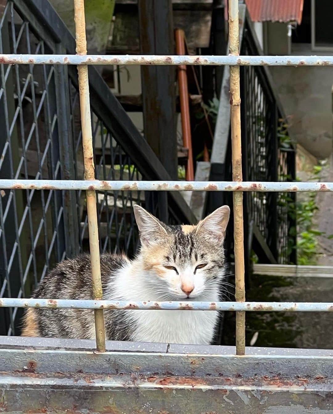 柿崎洋一郎さんのインスタグラム写真 - (柿崎洋一郎Instagram)「奈良散歩その9 吉野の湯川屋に泊まり 朝6時30分から 金峯山寺で朝の勤行を経験させて頂きました。 素晴らしい経験でした。 気持ちの良い露天風呂にも入れて 猫にも出会えて 奈良最高‼️」6月23日 0時07分 - kakiyan37
