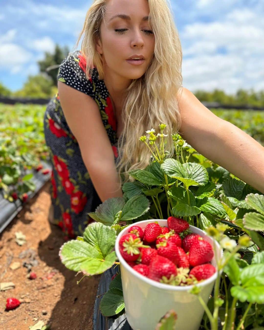 Sydney A Malerのインスタグラム：「Well this was super fun! 10 pounds of strawberries later 😂I’ve made strawberry “cookies”, a cobbler, gummies, a complicated syrup to add to basically any & all beverages (which tastes fantastic) & jam 😂 Pointer if you go strawberry picking, trust me u don’t need as many as u think.」