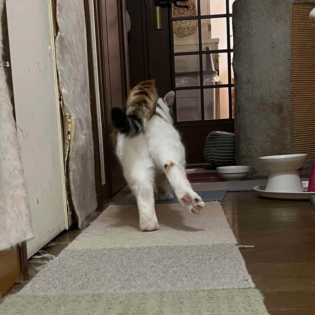 Kachimo Yoshimatsuのインスタグラム：「後ろ足ノビ〜！  #うちの猫ら #猫 #mikeko #ねこ #ニャンスタグラム #にゃんすたぐらむ #ねこのきもち #cat #ネコ #catstagram #ネコ部 http://kachimo.exblog.jp」