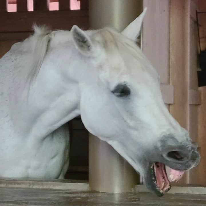 桜木梨奈のインスタグラム：「#笑智号   外宮にいらっしゃる神馬🦄✨ 笑っとるみたいに見える♡  #名は体を表す  #豊受大神宮  #伊勢神宮外宮  #お伊勢参り」