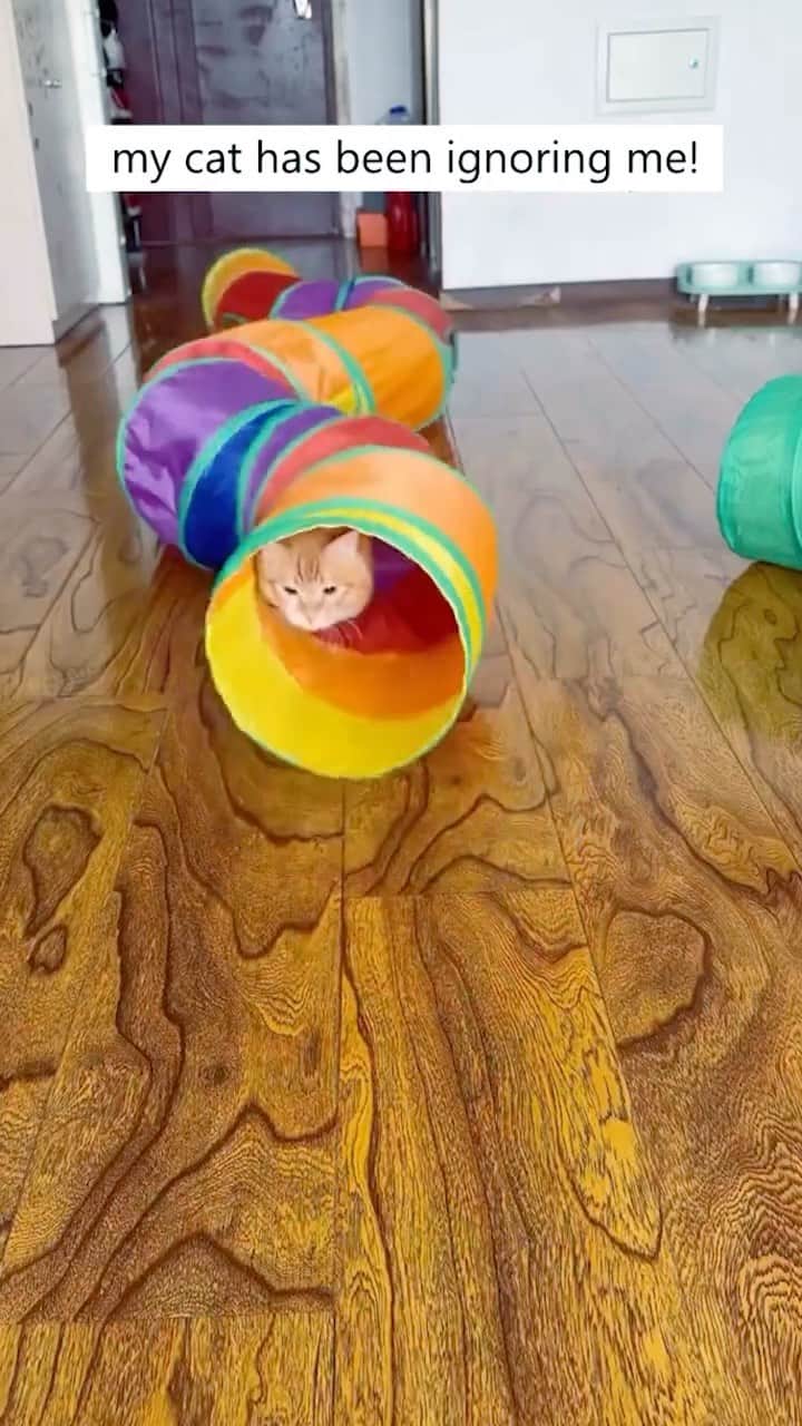 Cute Pets Dogs Catsのインスタグラム：「This Rainbow Tunnel will keep your cat entertained forever! 😍👇  Only today 20% off 🎉  Link in our Bio @kittens_of_world  You can find all additional information on our 9Lives store.  #catsofinstagram #catlover #catlovers #gato #catsagram #caturday #cats_of_world #catsofworld #catselfie #catsdaily #catnip #catslove #catsuit #catsworld #catsforlife #catslifestyle #catsinstagram #catrules #catvideooftheday #catventures #catvids #pets」