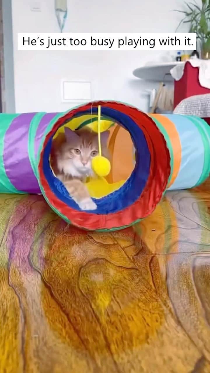 Cute Pets Dogs Catsのインスタグラム