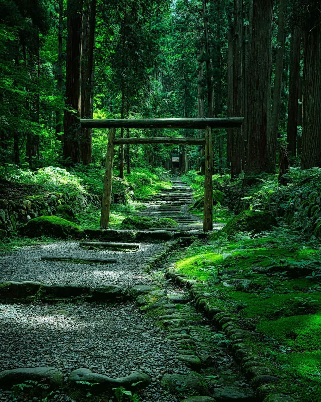 日本の国立公園のインスタグラム：「Get Lost in the Moss Carpeting 1,300 Years of History 🌿✨   If you’ve always dreamed of seeing the red carpet of Hollywood, we invite you to join us in the forest for  your chance to marvel at  a special green carpet with a much longer history at Heisenji Hakusan Shrine in Fukui. 🚶‍♀️💚  Founded in 717, Heisenji Hakusan Shrine lies at the entrance to the pilgrimage route of Echizen on the way to the sacred mountain of Hakusan, and its stone-paved entrance path serves as a silent storyteller of the shrine's rich history. ⛰️💯  As sunbeams dance on your skin through the ancient beech and cedar trees surrounding the shrine, you see it: the green carpet, an expanse of velvety moss shimmering in the light extending out from the main hall. A serene silence envelopes these sacred grounds as you take in this green wonderland with so many stories yet to be revealed. A final note before you continue on your journey: Such moss is protected in Japan, so remember not to walk on it directly and remain on the designated pathways. ☀️🌳  Share a 🌿 in the comments if you're captivated by this mossy marvel.  📍 Heisenji Hakusan Shrine, Fukui  📸Magical moss at the foot of a torii gate of Heisenji Hakusan Shrine  #HakusanNationalPark #HeisenjiHakusanShrine #MossTemple #JapanTravel #TempleShrine #MountHakusan #ExploreJapan #DiscoverJapan #VisitJapan #Fukui #Katsuyama #ShintoShrine #ShrinesofJapan #CulturalHeritage #GreatRoadsofJapan #HistoricSite #日本 #国立公園」