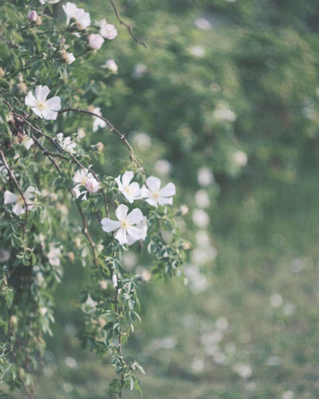 naorinmoonさんのインスタグラム写真 - (naorinmoonInstagram)「こぼれるように咲いてた 忙しなく舞う蝶は撮れなかった」6月23日 6時18分 - naorinmoon