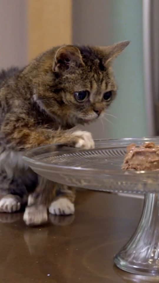 Lil BUBのインスタグラム：「Here's the greatest BUBirthday video ever, from 2019 - her 8th and last birthday on Earth. I hope you enjoy watching it as much as we enjoyed making it.  The whole thing is about a minute longer, it shows a bunch of cats at @bloomingtonanimalshelter enjoying BUB's "cake" (with BUB of course) in the room that's now called Lil BUB's Big Cat Colony.   #goodjobbub #bubirthday」
