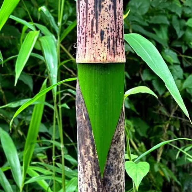 竹虎さんのインスタグラム写真 - (竹虎Instagram)「真竹の若竹は青々とした色合いが特別美しいので見惚れてしまうほどだ。そして、竹皮に特徴があって孟宗竹と同じくお馴染みの模様がついている。それにしても不思議なのは竹皮の模様だ。真竹や孟宗竹の竹皮には虎のような模様があるけれど、大きくなった竹表皮に模様がなく、反対に竹皮には何の模様もない淡竹の仲間の虎竹には親竹になったら虎模様が浮かび上がって来る。自然の神秘としか言いようがない。 . #竹虎 #虎斑竹専門店竹虎 #山岸竹材店 #竹虎四代目 #TAKETORA #竹 #Sustainable #竹林 #真竹 #孟宗竹 #筍 #若竹 #竹皮 #bamboo #虎竹 #雨後の筍」6月23日 6時34分 - taketora1894