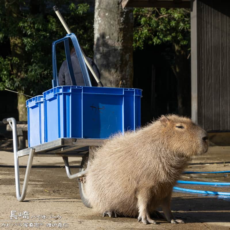 渡辺克仁さんのインスタグラム写真 - (渡辺克仁Instagram)「おはようございます。  #カピバラ #水豚 #capybara #おはよう」6月23日 7時00分 - katsuhito.watanabe