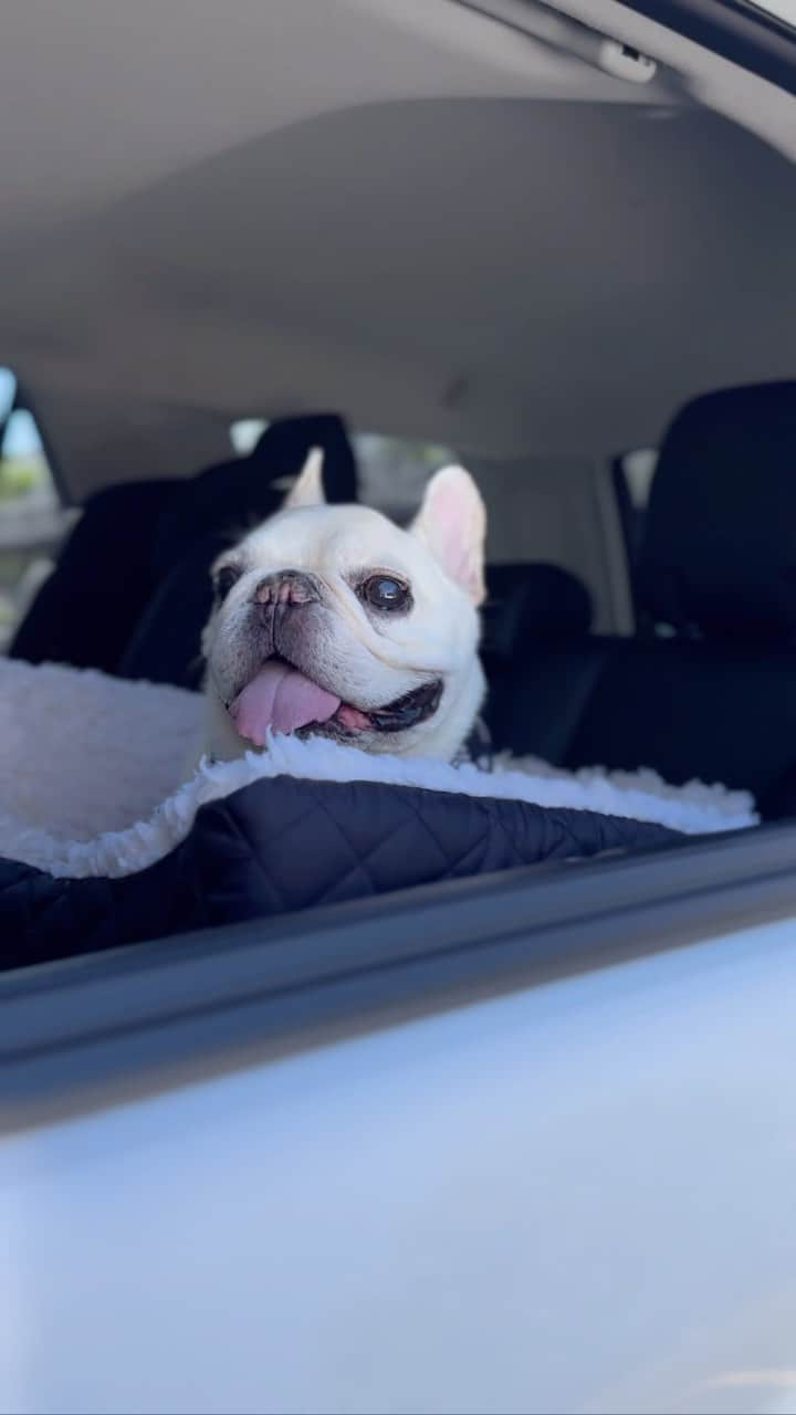 Sir Charles Barkleyのインスタグラム：「Who says senior dogs can’t have a skin care routine? I always get asked what I do to keep my wrinkles and face looking clean and young. Went to @petco today to pick up some of my faves from @naturaldogcompany! We always make sure we don’t run out of snout soother and wrinkle wipes at home!」