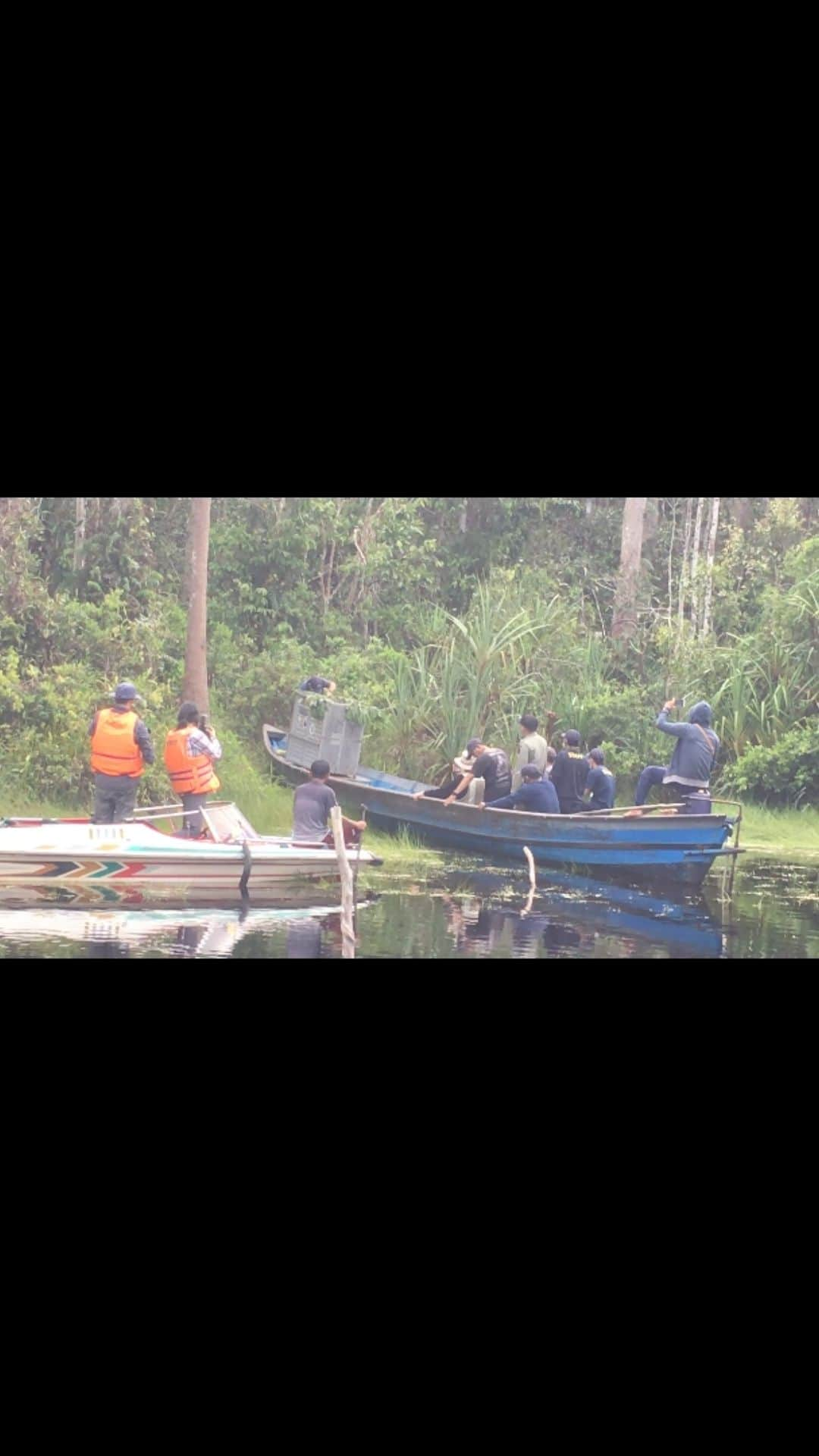 OFI Australiaのインスタグラム：「Part 2 - Recently Dr Birute Mary Galdikas and the OFI rescue and release team released an adult male cheekpadded orangutan back to the wild near Camp Leakey. His name is Tanjung. We pray that Tanjung stays safe and can now live a happy life as a wild orangutan. Here is some footage of the release.   #tanjungputingnationalpark #OrangutanRehabilitation #orangutanfoundationinternational #campleakey #ofi #saynotopalmoil #SaveOrangutans #OrangutanFreedom #orangutanrescue」