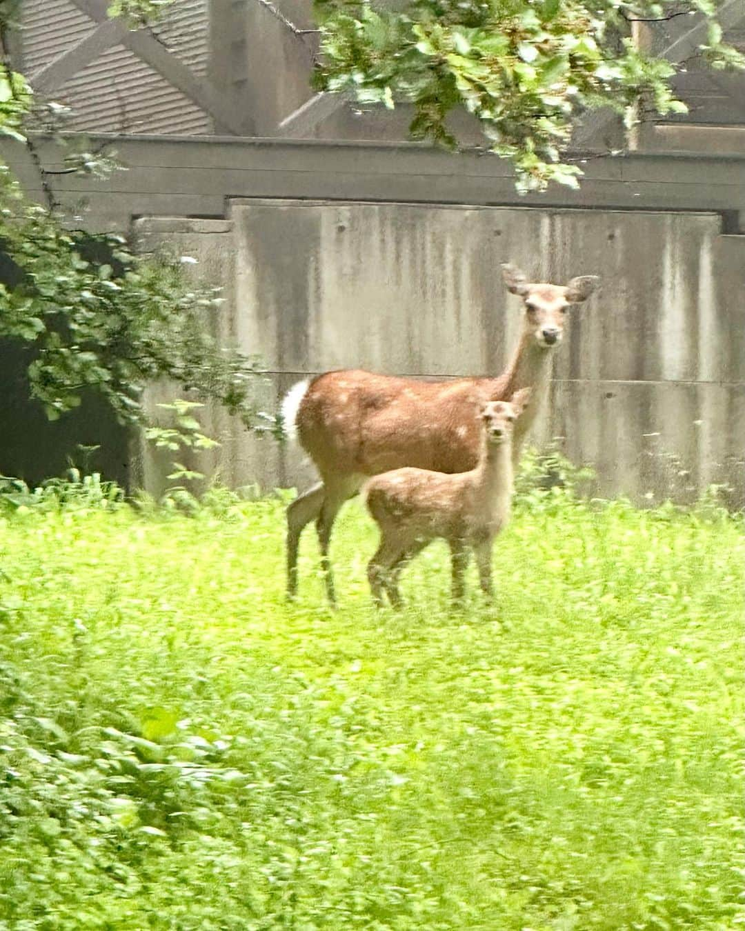 山崎陽子のインスタグラム