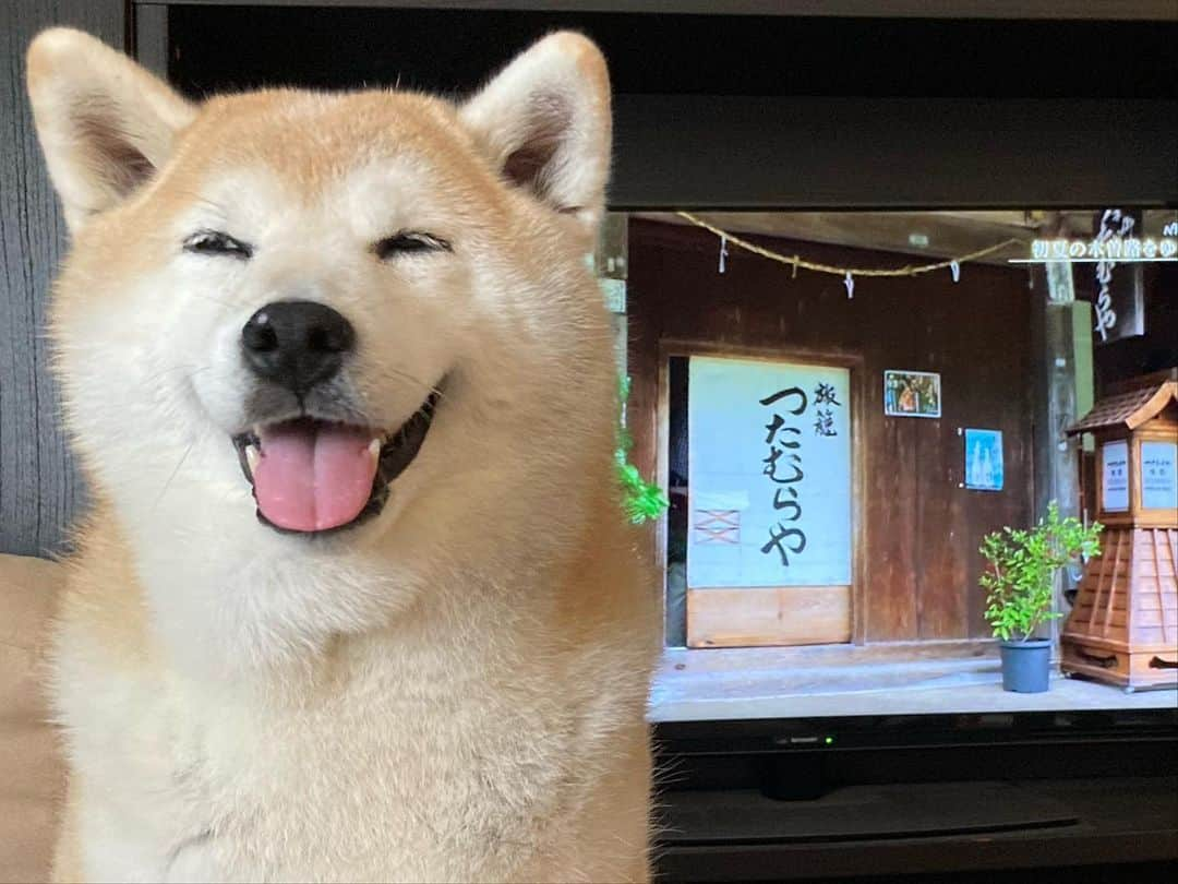 てんパパのインスタグラム：「飼い主のテレビ鑑賞、邪魔してるところ #じゃまかわいい #木曽路 #みんなのソファ」